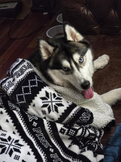 After a long day of adventures, Lady Duchess, the husky, lies on an aged leather couch, wrapped in a soft, fluffy blanket. She is looking up at the camera with her tongue out, looking cute (as always). Moments after the photo was taken, she was tired of the blanket, and insisted it was time to play again.