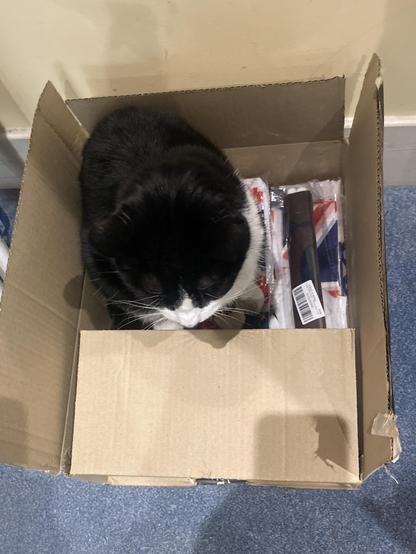 Black and white cat sitting in a box of bunting flags