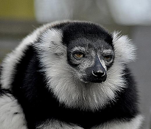 Images from my Photographic Artwork Portfolio can be purchased from my Pixels website at reasonable prices as prints or displayed on various products.

A monkey with attitude in Belfast Zoo, Northern Ireland.

#Photography  #FineArtPhotography #BuyIntoArt  #AYearForArt #print #photography #mastodon 
#mastophoto #mastoart #photo 

https://john-hughes-photographic.pixels.com/featured/attitude-john-hughes.html