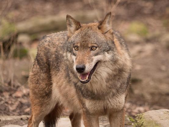 Ein Wolf, von vorne fotografiert, mit leicht geöffnetem Maul. Der Wolf schaut dirket in die Kamera. Im Hintergrund rötlich-brauner Waldboden
A wolf, photographed from the front, with its mouth slightly open. The wolf is looking directly into the camera. In the background, the reddish-brown forest floor.