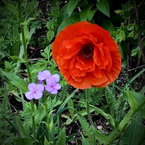 Against the vibrant green leaves, the poppy burns bright orange, a giant, next to the cool, pale purple-pink phlox blossoms, a dainty trio