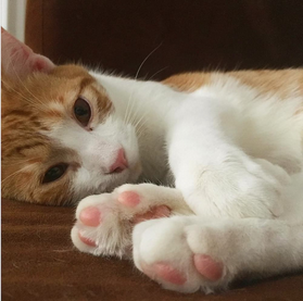 a light brown and white kitty laying on it's side with all 4 paws gathered in front of them and the rear paws displaying toe beans prominently.