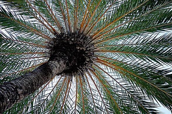 Images from my Photographic Artwork Portfolio can be purchased from my Pixels website at reasonable prices as prints or displayed on various products.

Looking up from below a palm tree.

#Photography  #FineArtPhotography #BuyIntoArt  #AYearForArt #print #photography #mastodon 
#mastophoto #mastoart #photo 

https://john-hughes-photographic.pixels.com/featured/palm-tree-john-hughes.html
