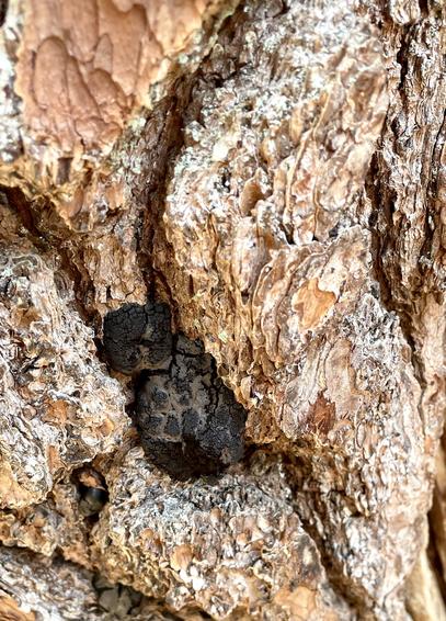 Closeup of a bulbous looking slime mold wedged in the folds of bark on a standing tree. The mold is hardening as the dark clay color is transitioning to a scabby black. The 2 mold fruitings are about 3 total inches in length. A close examination of the scabby black will show a texture resembling cracked tar.