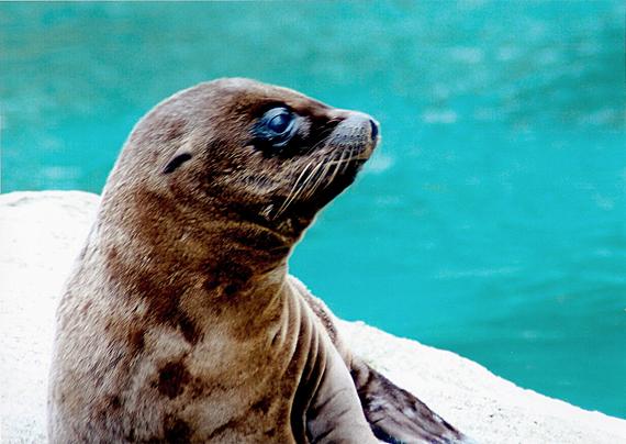 Images from my Photographic Artwork Portfolio can be purchased from my Pixels website at reasonable prices as prints or displayed on various products.

A seal portrait taken in Belfast Zoo, Northern Ireland.

#Photography  #FineArtPhotography #BuyIntoArt  #AYearForArt #print #photography #mastodon 
#mastophoto #mastoart #photo 

https://john-hughes-photographic.pixels.com/featured/a-seal-john-hughes.html