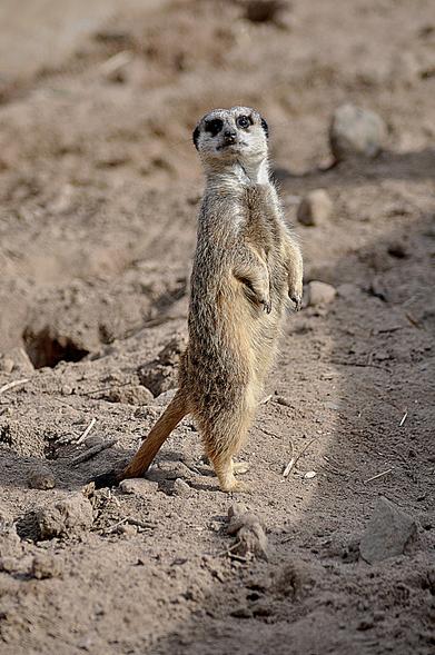 Images from my Photographic Artwork Portfolio can be purchased from my Pixels website at reasonable prices as prints or displayed on various products.

A meerkat standing on it's hind legs.

#Photography  #FineArtPhotography #BuyIntoArt  #AYearForArt #print #photography #mastodon 
#mastophoto #mastoart #photo 

https://john-hughes-photographic.pixels.com/featured/meerkat-john-hughes.html