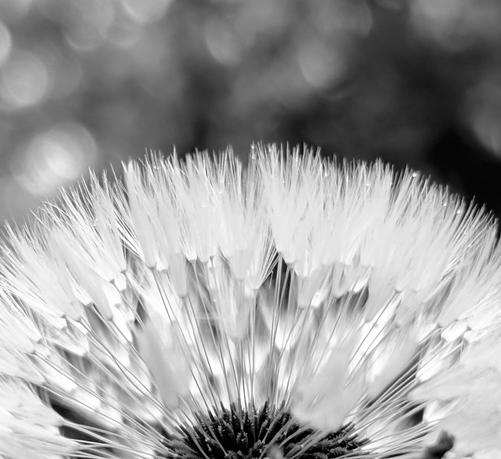Black and white closeup of a dandelion seed head, against a backdrop of soft unfocused points of light. Its darker core sits at bottom frame while the white pappus tufts fan out in an arc across the photo. Some tiny raindrops are caught in the upper hairs.