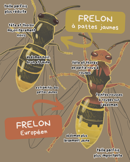 Illustration représentant un frelon à pattes jaunes et un frelon européen. Pour le frelon à pattes jaunes, les critères d’identification notés sur l’image sont les suivants : une taille parfois plus réduite (17 à 32 mm), une tête et un thorax majoritairement noirs, des segments abdominaux bruns/jaunes, l’extrémité des pattes jaunes. Pour le frelon européen, ce sont les suivants : une taille parfois importante (18 à 35 mm selon les types d’individus), des teintes rouges sur le corps, des pattes rousses, un abdomen plus largement jaune.