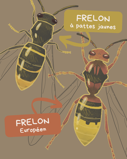Illustration identique, mais sans les indications pour les différencier.