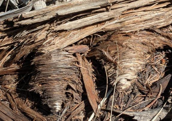 Detail from a rotten tree on the side of a trail: there are wood fibers from the main branch going nearly horizontally across the top of the photo, but then there are two protuberances pointing down from this branch that are strangely conical, maybe 4" thick where they leave the main branch but each tapering to a point. In these cones, the fiber direction is the same as on the branch, roughly horizontal in the photo, not along the cones toward the point like you might expect.