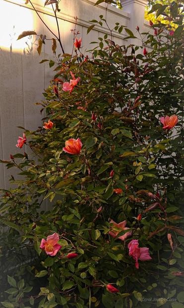 A bush of  Chinese ( R.  mutabilis) roses is full of buds and open blooms. The 5 petaled, slightly raggedy,  pink to yellow roses are a delight from spring to fall.  This bush is about 8 feet tall, and full of oval green leaves, and is climbing up a white fence.