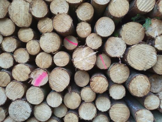 tree logs