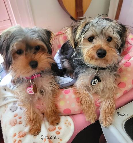 Two adorable small dogs, Yorkie mixes,  are the charming subjects of this image. They are nestled comfortably in a pink and white polka-dotted pet bed, which appears to have a soft, plush lining with paw print designs.

The dog on the left, identified by the name "Gracie" written near her in the image, has a slightly darker coat with a mix of brown, tan, and black fur. She's wearing a pink collar with a tag that also features a pink paw print. Her expression is sweet and attentive as she looks towards the viewer.

The dog on the right, labeled "Buzz," has a lighter, more silvery and tan coat. He sports a black collar with a white tag that has a black paw print on it. Buzz also gazes directly at the camera with an equally endearing expression.

Both dogs have the characteristic long, silky hair around their muzzles and paws often seen in Yorkshire Terriers or their mixes. Their ears are partially visible, and their dark eyes are bright and engaging. The background is softly blurred, suggesting an indoor setting with light-colored walls. The overall impression is one of warmth and affection for these two little companions.