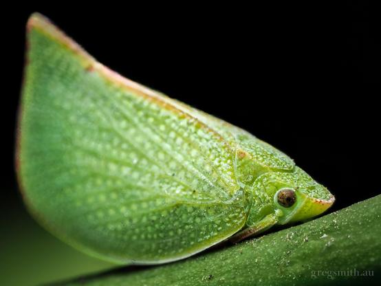 Close up of a planthopper, Flatinae sp., on a twig.