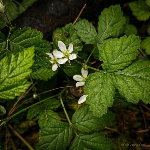 Female dewberry flowers grow on a tough vine among shrubs. The flowers have 5 white petals and a green heart of pistils that will layer mature into a tasty black berry. The leaves are 3 parted, with each leaflet oval and dentate. This photo has a trio of white flowers among the leaves in a shady spot in the park.
