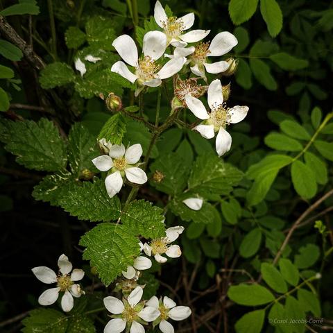 Male dewberry flowers grow on a tough vine among shrubs. The flowers have 5 white petals and a yellow heart of stames ready to disperse pollen. The leaves are 3 parted, each leaflet oval and dentate. This photo has a branch of white flowers among rose shrubs  in a shady spot in the park.