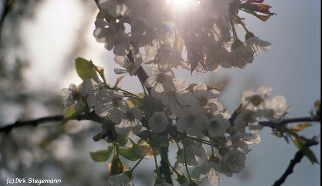 Frühling