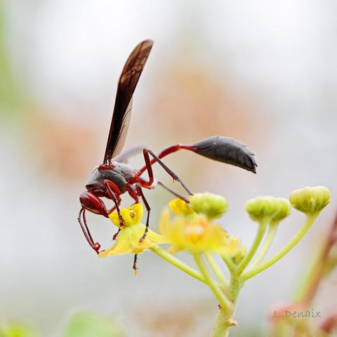 A large paper wasp on an yellow Umbellifera