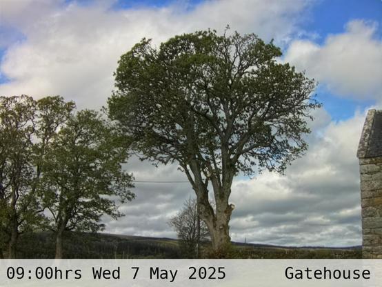 Photograph of sycamore trees against the sky with low hills in the background at 09:00 hrs on Wednesday 7 May 2025, located at Gatehouse in Tarset, Upper North Tyne, Northumberland, UK. The immediate forecast is overcast.