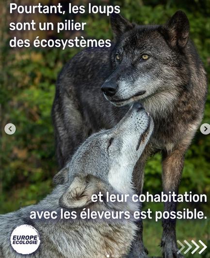Encore 2 loups