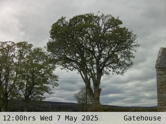 Photograph of sycamore trees against the sky with low hills in the background at 12:00 hrs on Wednesday 7 May 2025, located at Gatehouse in Tarset, Upper North Tyne, Northumberland, UK. The immediate forecast is overcast.