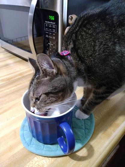 Pax, our young tabby cat with white markings, is helping herself to a little bit of oatmeal that was left in a big blue mug on a kitchen counter.  Her eyes are partially closed in delight, and her mouth is open as her tongue scoops up the bits of food.  Long white whiskers frame her face.