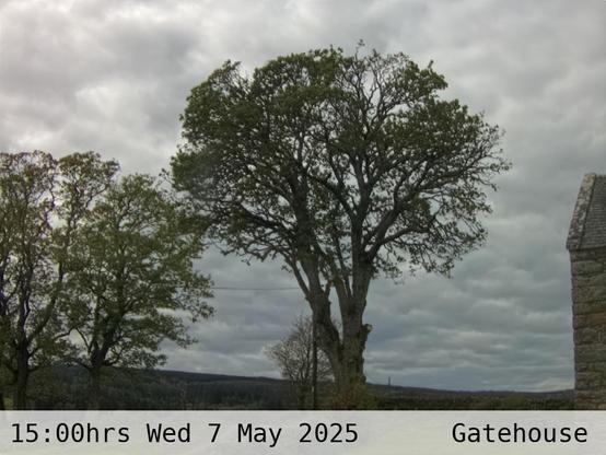 Photograph of sycamore trees against the sky with low hills in the background at 15:00 hrs on Wednesday 7 May 2025, located at Gatehouse in Tarset, Upper North Tyne, Northumberland, UK. The immediate forecast is overcast.
