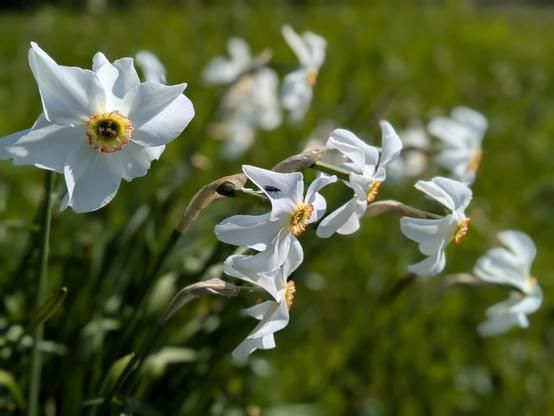 Colour photograph of a clump of very pale narcissus flowers with delicate orange centres. The front few are in focus, the rest a blurred. The background is green grass.