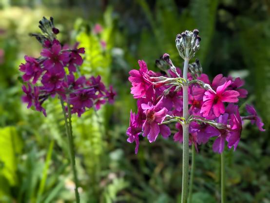 Colour photograph of a couple of stems of upright primulas, which are a very vivid pink colour. The background is blurred green.
