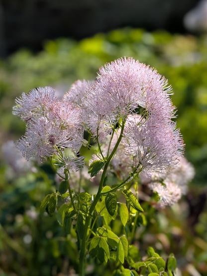 Colour photograph of a sprig of meadow rue, with fluffy, very pale pink flowers. The background is blurred green.
