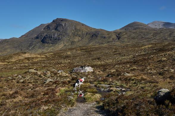 Skye the border collie, and her red rucksack containing her lunch, walking on a path through heathery mountain landscape. Above is a ridgeline which we'll climb to. The weather is sunny and perfect blue sky.