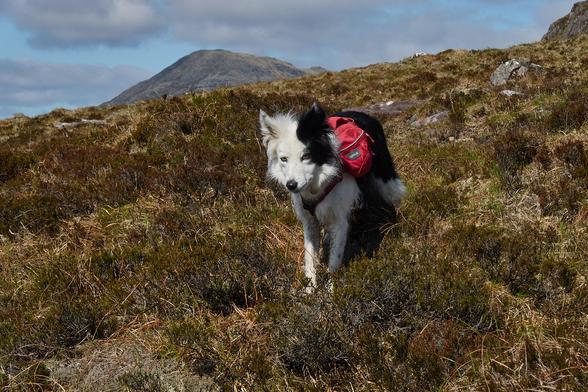 Skye standing amongst heather on a steep slope, she's looking straight at the camera. Behind is a glimpse of a mountain peak.