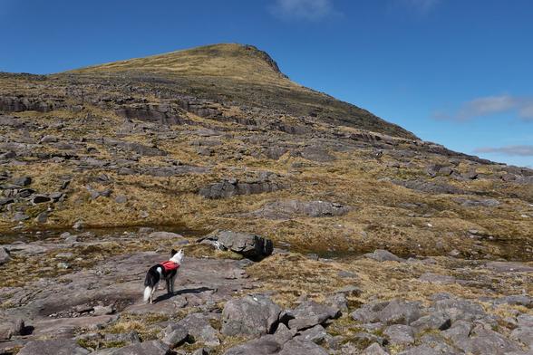 Skye looking up a steep slope of rocky terraces to a mountain summit. She is attentive as she has seen, or heard, humans which we cannot spot amongst the rough ground.