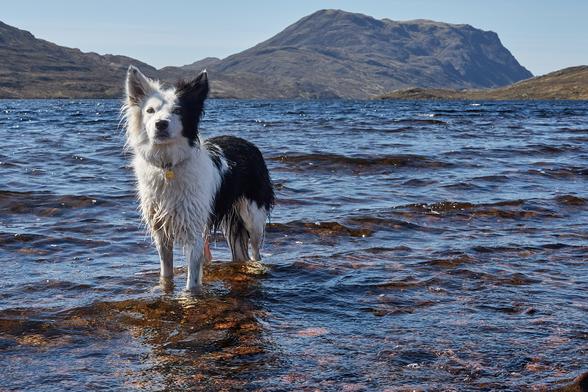 Skye standing in Lochan Fada looking rather defiantly at the camera. In the background, I think, is Meall Fhuaran.