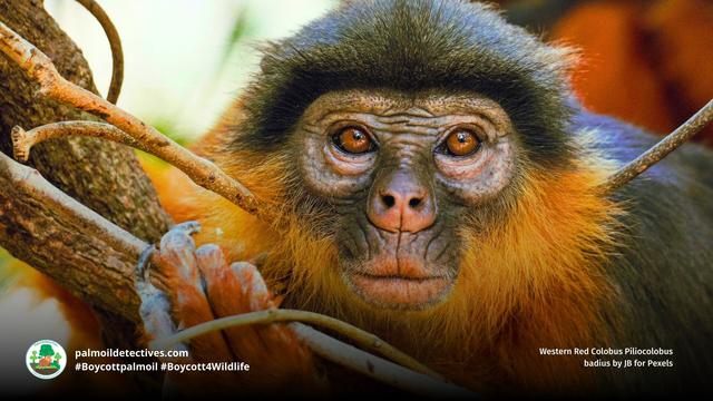 One of #WestAfrica and the world's most endangered #primates 🐵you've never heard of is the enchanting Western Red #Colobus of #SierraLeone 🇸🇱 #Liberia 🇱🇷 #PalmOil 🌴☠️ and #poaching are major threats. #BoycottPalmOil 🌴🚫 #Boycott4Wildlife @palmoildetect https://palmoildetectives.com/2021/02/15/western-red-colobus-piliocolobus-badius/?utm_source=mastodon&utm_medium=Palm+Oil+Detectives&utm_campaign=publer