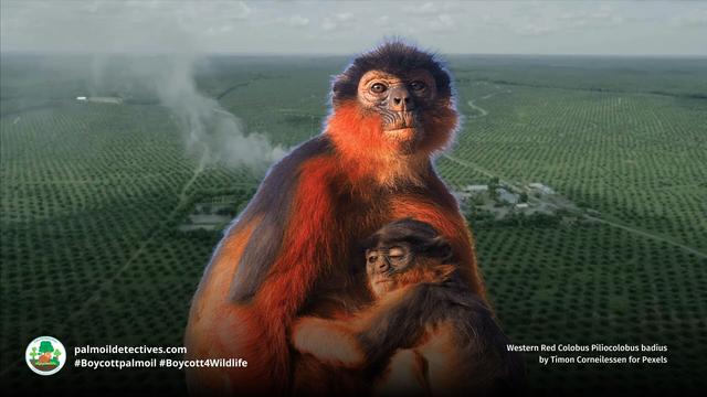One of #WestAfrica and the world's most endangered #primates 🐵you've never heard of is the enchanting Western Red #Colobus of #SierraLeone 🇸🇱 #Liberia 🇱🇷 #PalmOil 🌴☠️ and #poaching are major threats. #BoycottPalmOil 🌴🚫 #Boycott4Wildlife @palmoildetect https://palmoildetectives.com/2021/02/15/western-red-colobus-piliocolobus-badius/?utm_source=mastodon&utm_medium=Palm+Oil+Detectives&utm_campaign=publer