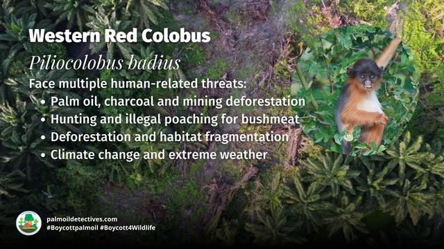 One of #WestAfrica and the world's most endangered #primates 🐵you've never heard of is the enchanting Western Red #Colobus of #SierraLeone 🇸🇱 #Liberia 🇱🇷 #PalmOil 🌴☠️ and #poaching are major threats. #BoycottPalmOil 🌴🚫 #Boycott4Wildlife @palmoildetect https://palmoildetectives.com/2021/02/15/western-red-colobus-piliocolobus-badius/?utm_source=mastodon&utm_medium=Palm+Oil+Detectives&utm_campaign=publer