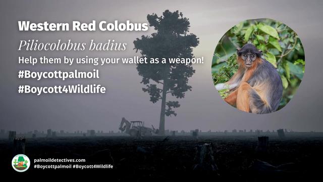 One of #WestAfrica and the world's most endangered #primates 🐵you've never heard of is the enchanting Western Red #Colobus of #SierraLeone 🇸🇱 #Liberia 🇱🇷 #PalmOil 🌴☠️ and #poaching are major threats. #BoycottPalmOil 🌴🚫 #Boycott4Wildlife @palmoildetect https://palmoildetectives.com/2021/02/15/western-red-colobus-piliocolobus-badius/?utm_source=mastodon&utm_medium=Palm+Oil+Detectives&utm_campaign=publer