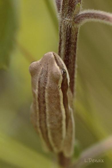 Grenouille sur une tige
