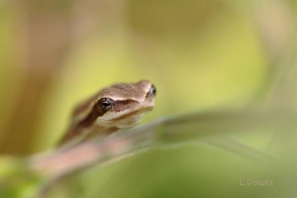 Grenouille de face