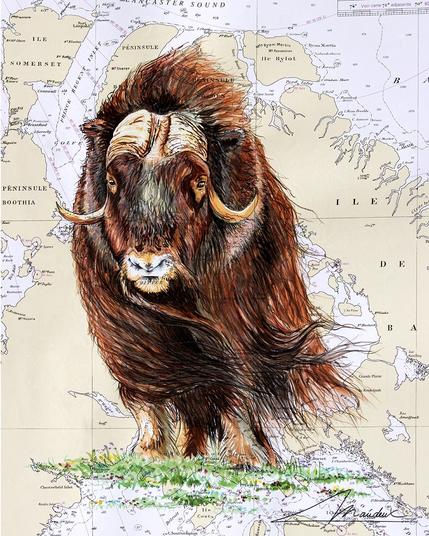 Boeuf musqué réaliste peint à l'aquarelle sur une carte marine de la mer de Baffin.