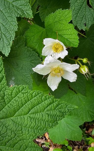 Thimbleberry plants are thornless. This photo shows two white five petaled flowers with the yellow anthers surrounding the yellow pistils. The petals look like crinkly white sails. There are a couple of fuzzy flower buds getting ready to open. The  green palmate leaves surrounding the flowers are large, often bigger than adult hands, and are velvety and soft. The berries that come in fall are small, dark red, very soft and fragile, and exquisitely delicious.