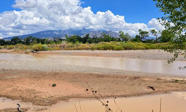 The muddy Rio Grande flowing through an area of cottonwood trees called the 'Middle Rio Grande bosque'  Rising in the background are the Sandia Mountains.