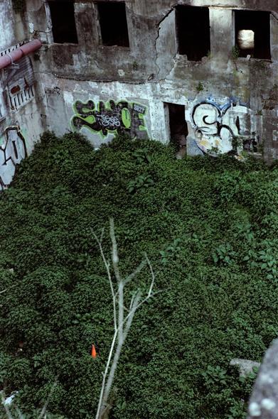Colored photography of a abandoned building courtyard full of vegetation. Graffitis on the walls and a construction cone in the middle of the vegetation.