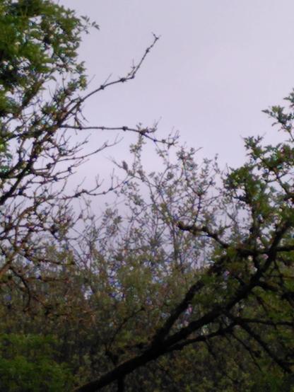 The nightingale, never easy to see, just looking like some leaves on a branch