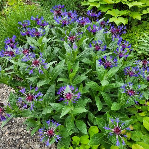 Ein Busch voller blau blühender Bergflockenblumen