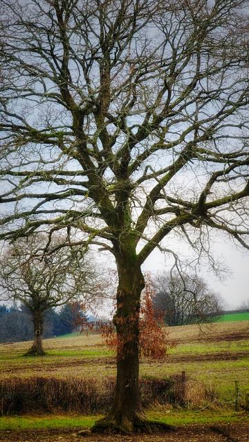 A tall oak tree with bare branches reaching towards a gray sky, standing in a field of brown grass, with another smaller tree in the background.