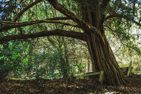 A thick ancient yew tree trunk with many vertical ridges. Branches are leaning over to the left with piles of autumn leaves below.