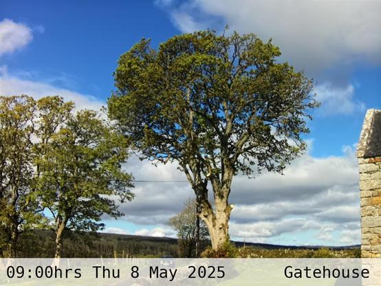Photograph of sycamore trees against the sky with low hills in the background at 09:00 hrs on Thursday 8 May 2025, located at Gatehouse in Tarset, Upper North Tyne, Northumberland, UK. The immediate forecast is mainly clear.