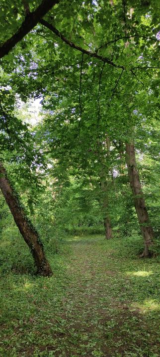 Sentier forestier baigné de lumière douce, branches formant une voûte naturelle au-dessus d’un tapis de feuilles. L’ambiance est feutrée, presque enchantée, comme si la forêt retenait son souffle